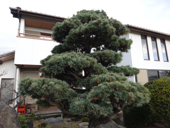 五葉松1 五葉松1