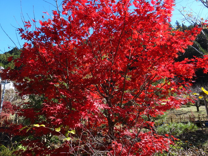紅葉 紅葉